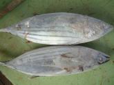 Skipjack Whole Round